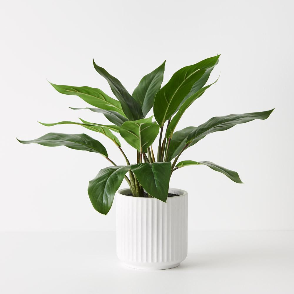 Philodendron Plant in Pot Green 44cmh