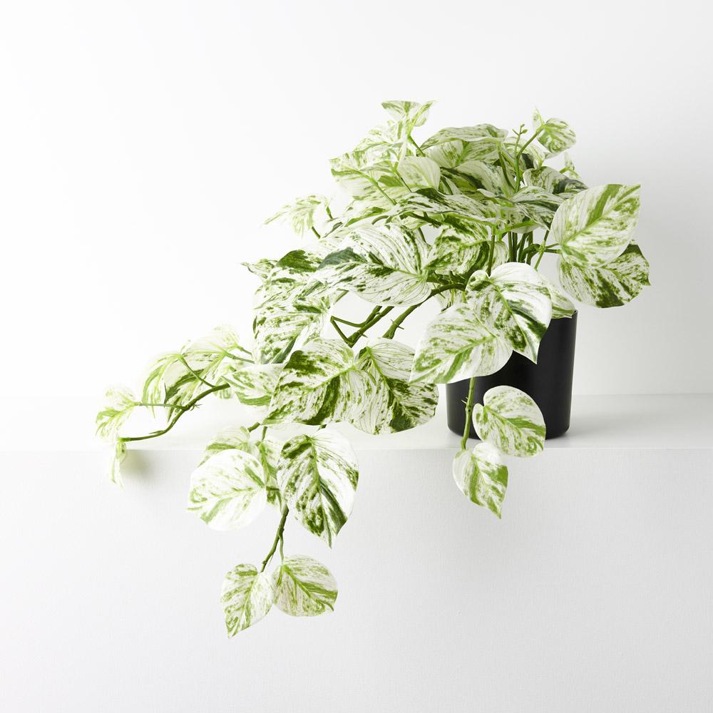 snow queen pothos hanging Pothos Marble Queen Hanging Bush in Pot White Green 58cml