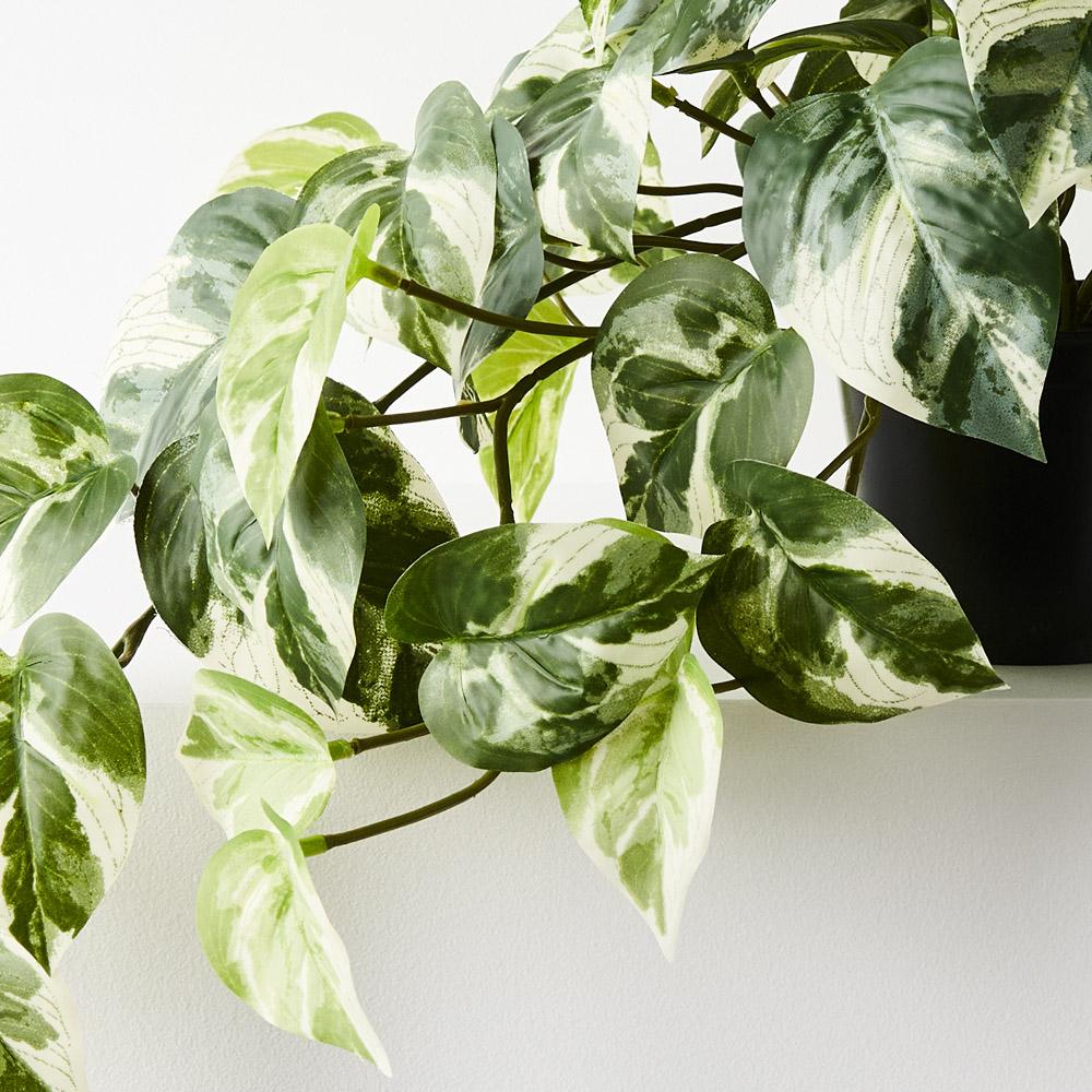 pothos bush Pothos Hanging Bush in Pot Variegated 48cml – Floral Interiors Shop