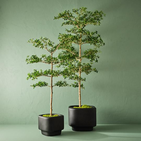 black olive indoor plant Black Olive Tree Green 183cmh – Floral Interiors Shop