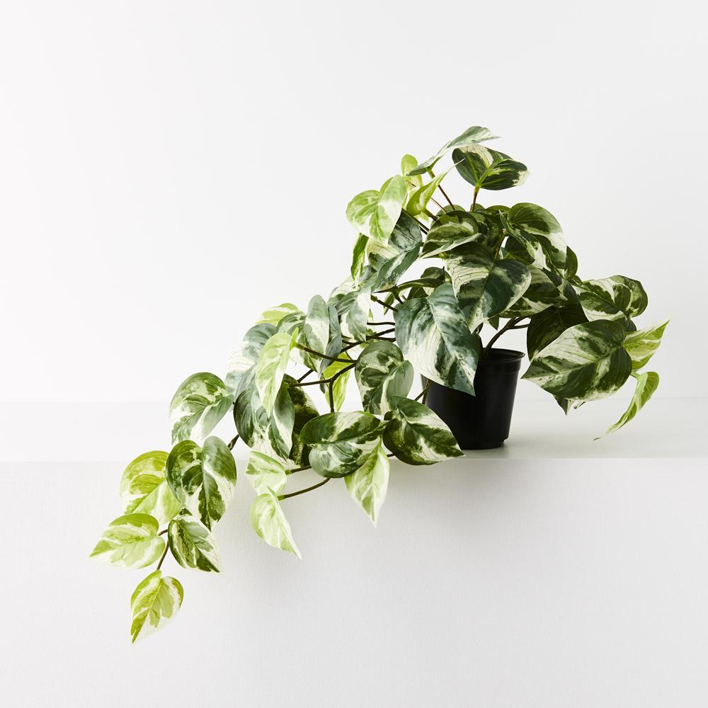 pothos bush Pothos Hanging Bush in Pot Variegated 48cml