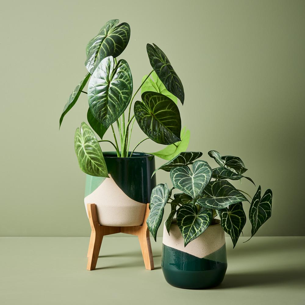 anthurium clarinervium buy australia Anthurium Clarinervium Plant Green 63cmh – Floral Interiors Shop