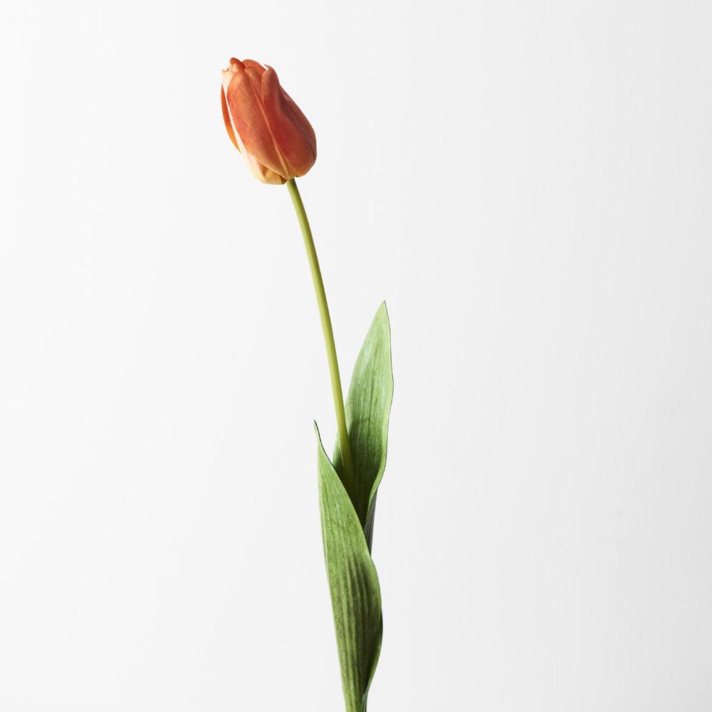 TULIPページ Tulip Orange 69cml – Floral Interiors Shop