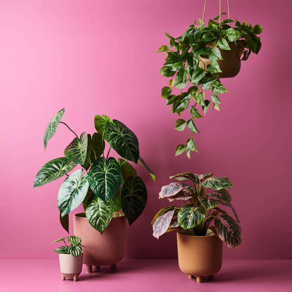 anthurium clarinervium buy australia Anthurium Clarinervium Plant Green 63cmh – Floral Interiors Shop