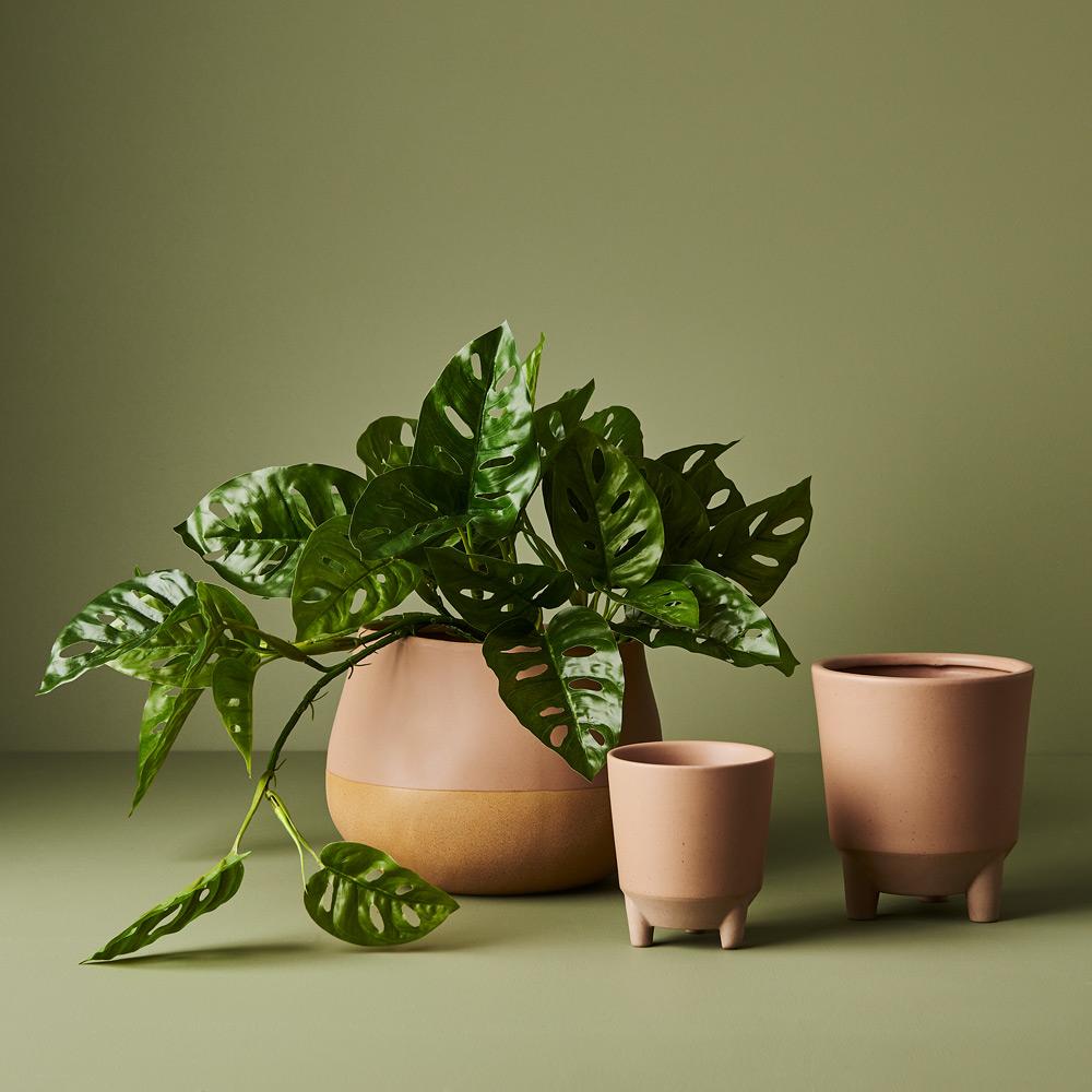 Monstera Adansonii Hanging Bush in Pot Green 55cml – Floral Interiors Shop