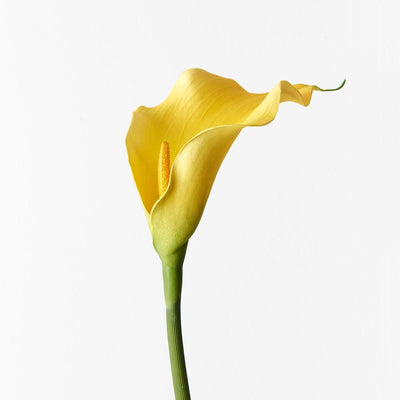 yellow arum lily flower Calla Lily Yellow 61cml – Floral Interiors Shop