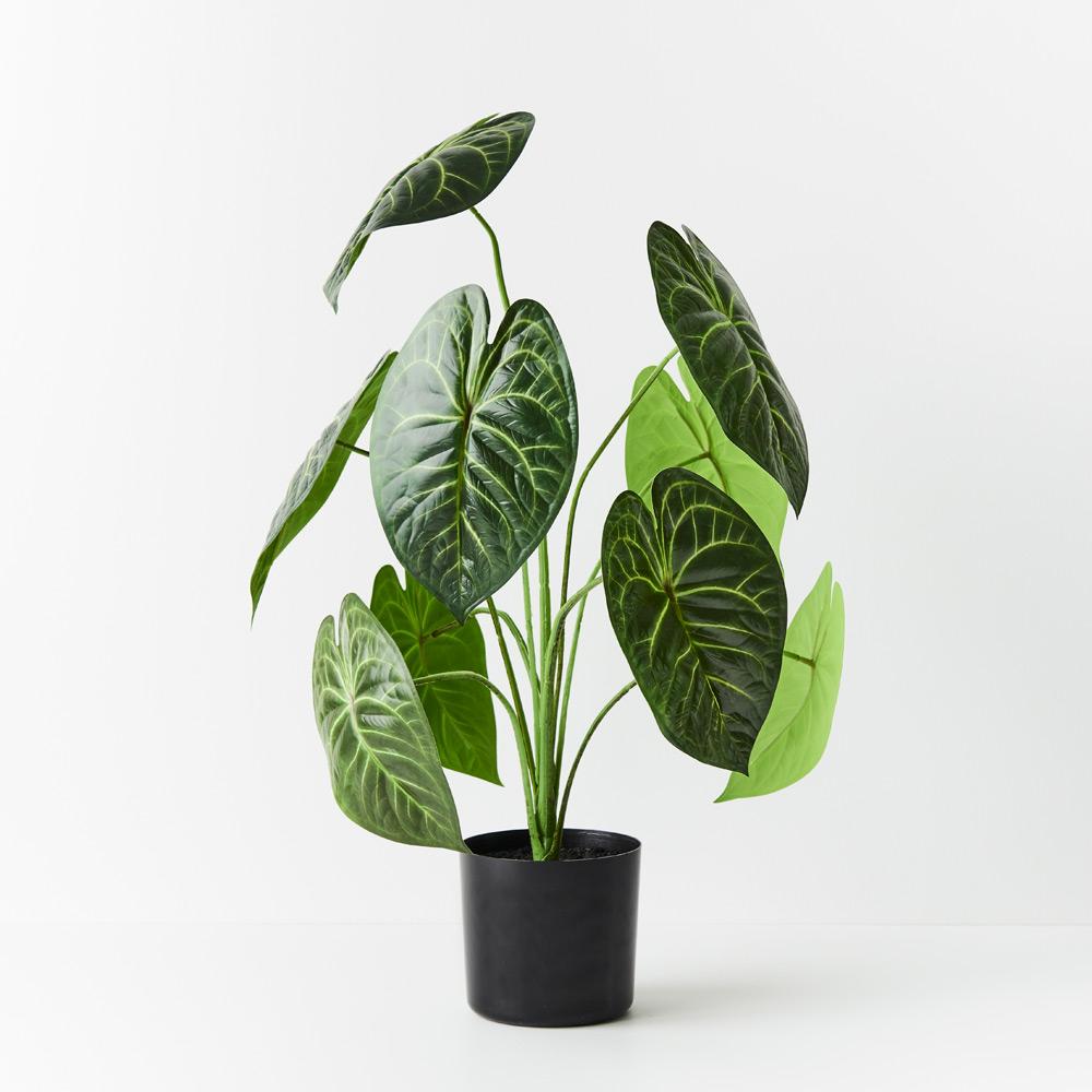 anthurium clarinervium buy australia Anthurium Clarinervium Plant Green 63cmh – Floral Interiors Shop