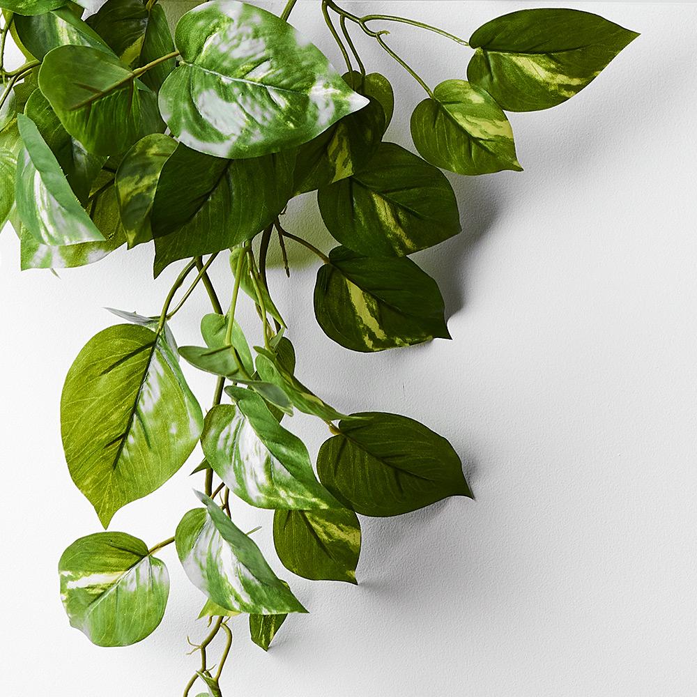 Pothos in Pot Variegated 70cml – Floral Interiors Shop