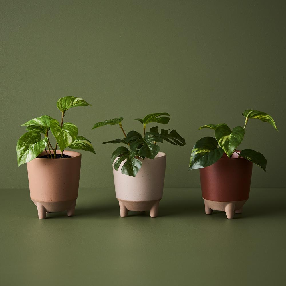 pothos terracotta pot Pothos in Pot Variegated 15cmh