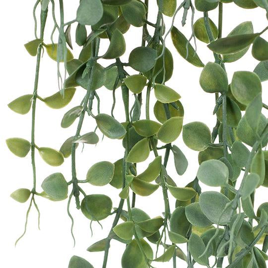 hanging button leaf plant Fern Button Hanging Bush Grey 94cml